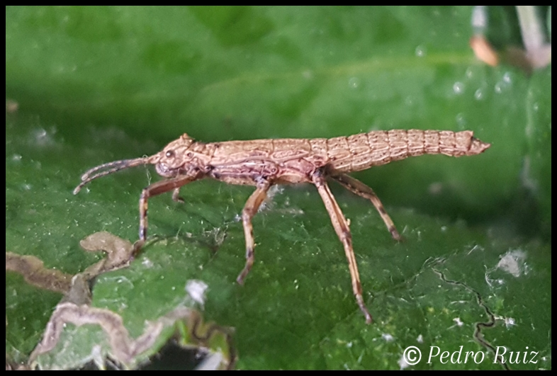 Ninfa macho L2 de Dares philippinensis, 2 cm de longitud