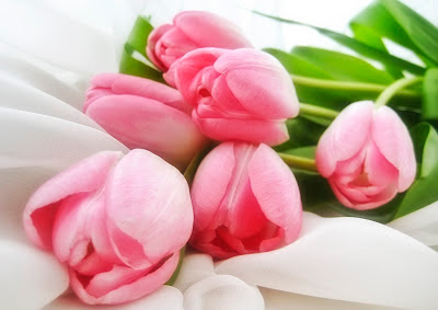 https://blogger.googleusercontent.com/img/b/R29vZ2xl/AVvXsEg3tSS1cHYCvs5yEQDX_0rz2ReTLkqr6DeTfUMP9FeqMGoso5zOd6OXBYtzcXjLoXP204nH30NKWIE2RkwJ7EtaUmyTariZlJmdqknW3nGhM4KCpeHeyNQRJ7Xkftv3qg3w0TzqKjrI8P0/s320/Pink+Tulips+Beautiful+Lovely+Flowers.jpg
