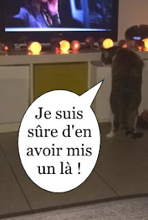 Mélusine, chatte de l'école du chat libre de Toulouse