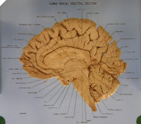 Human Brain Anatomy2