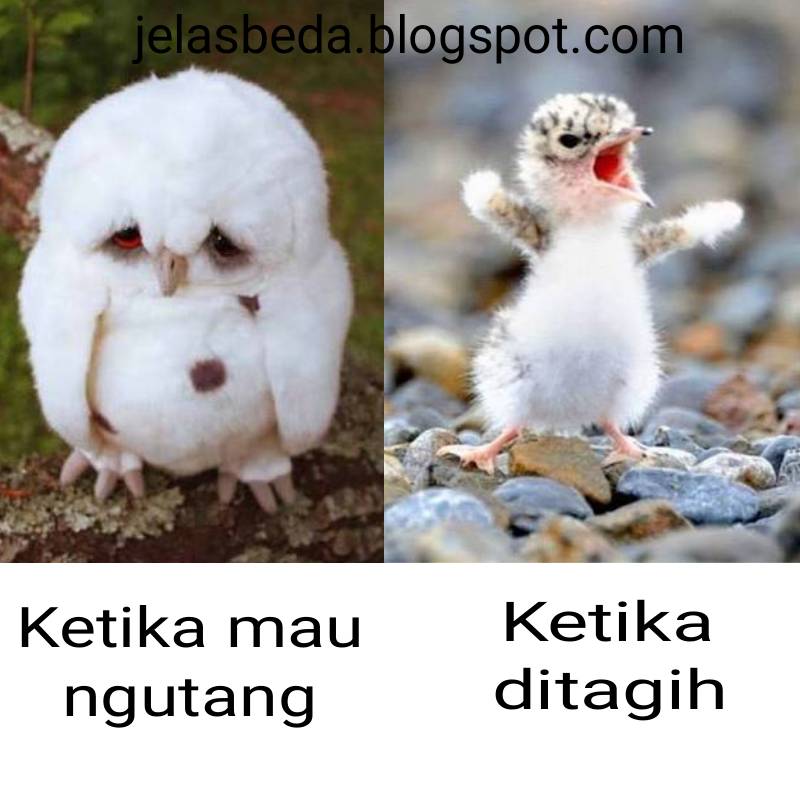 Bikin gregetan nih meme perbedaan ketika mau ngutang dan 