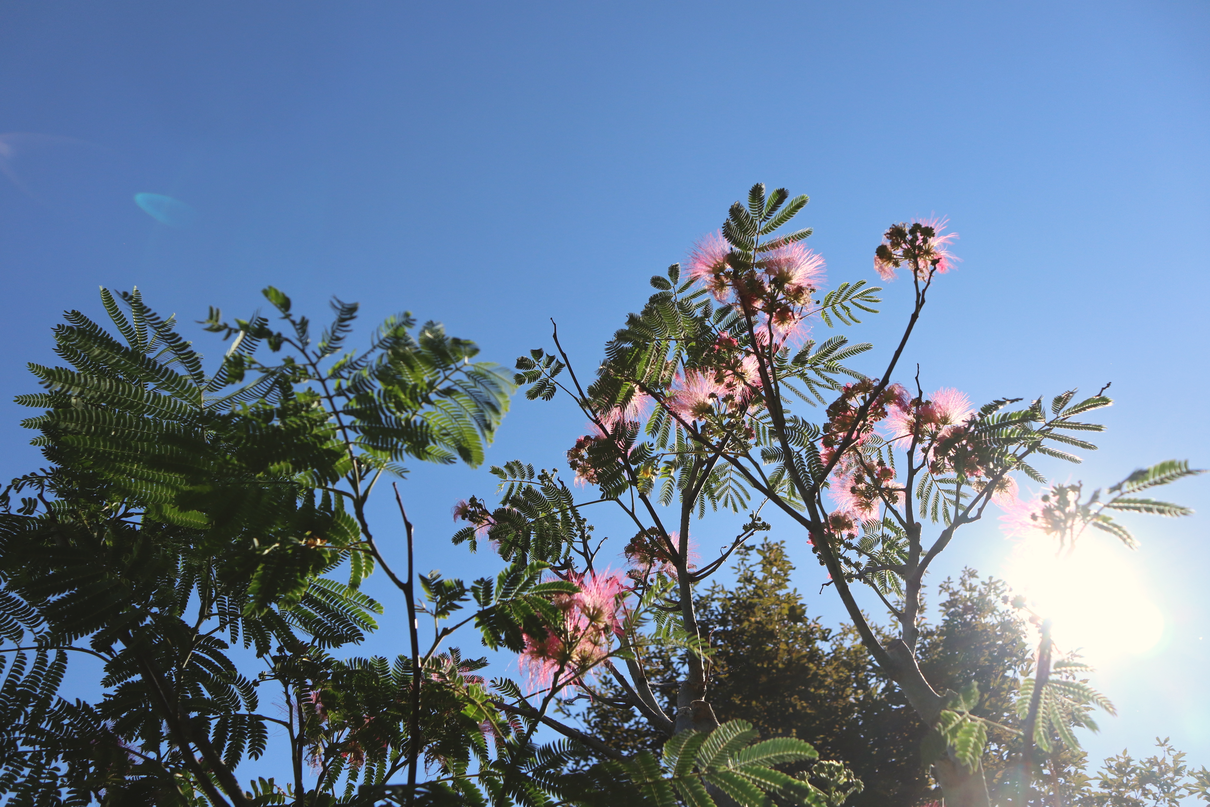 Les Jardins de Mon Moulin (The Gardens of My Mill)