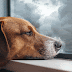 How To Tell If A Dog Is Depressed: Recognizing The Signs And Symptoms