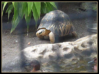 tortoise at Busch Gardens, Tampa, Florida