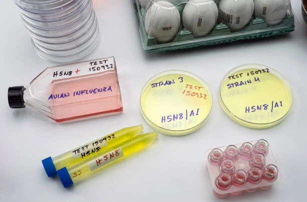 Nova cepa de gripe aviária H5N8 infectada em humanos, placa de petri com amostras, imagem conceitual