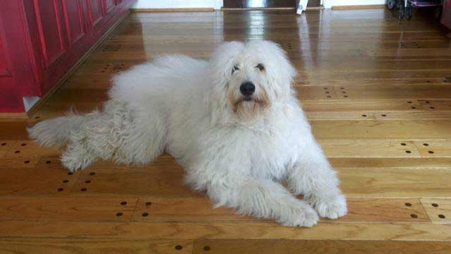 "Beautiful Pyredoodle dog with its fluffy coat and friendly expression, representing the charming blend of Great Pyrenees and Poodle breeds."