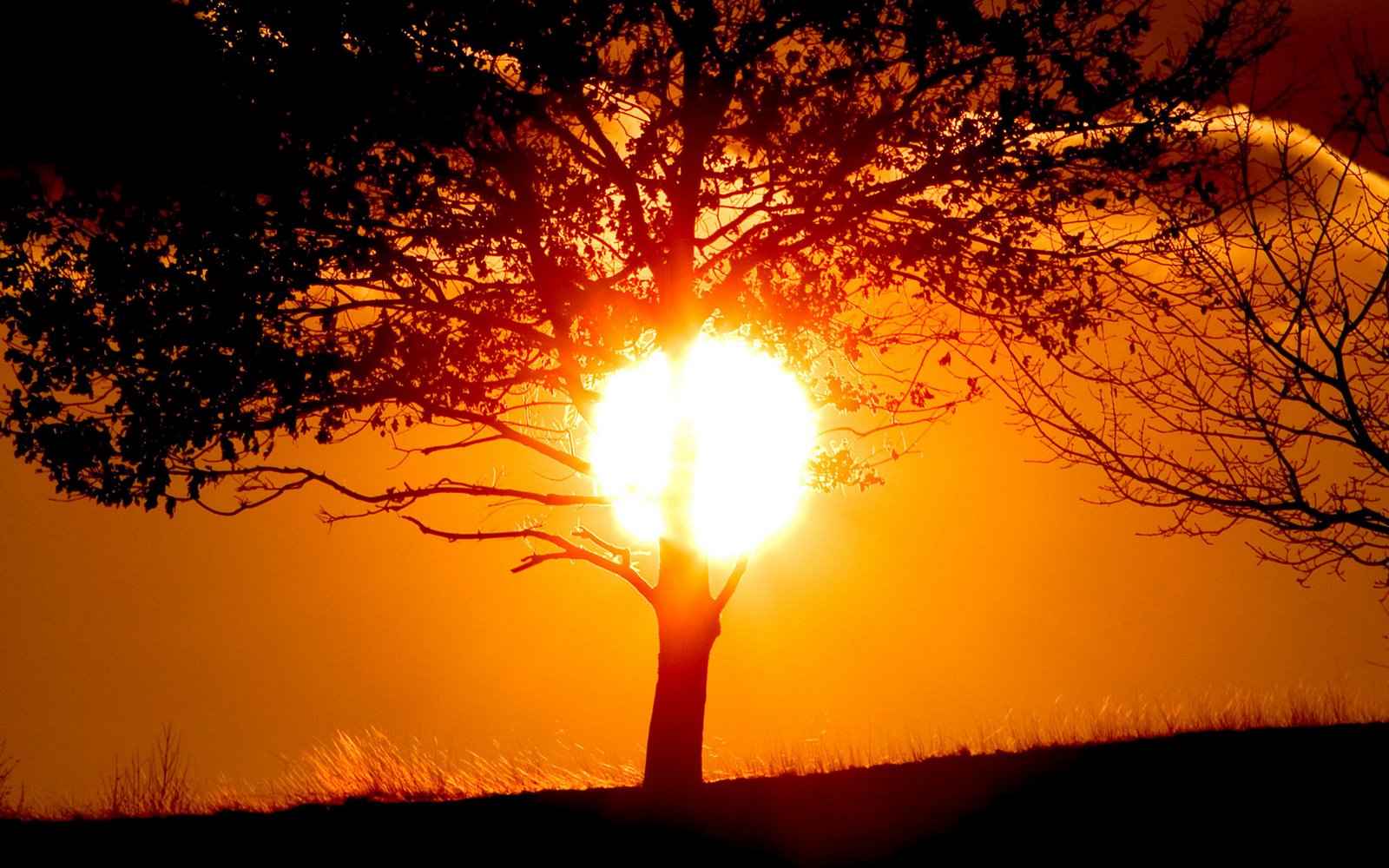sunset_with_tree_wallpapers_nautre_photos_evening_morningsun_pictures(www
