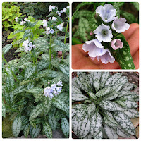 Медуница гибридная (Pulmonaria hybride) 'Opal'