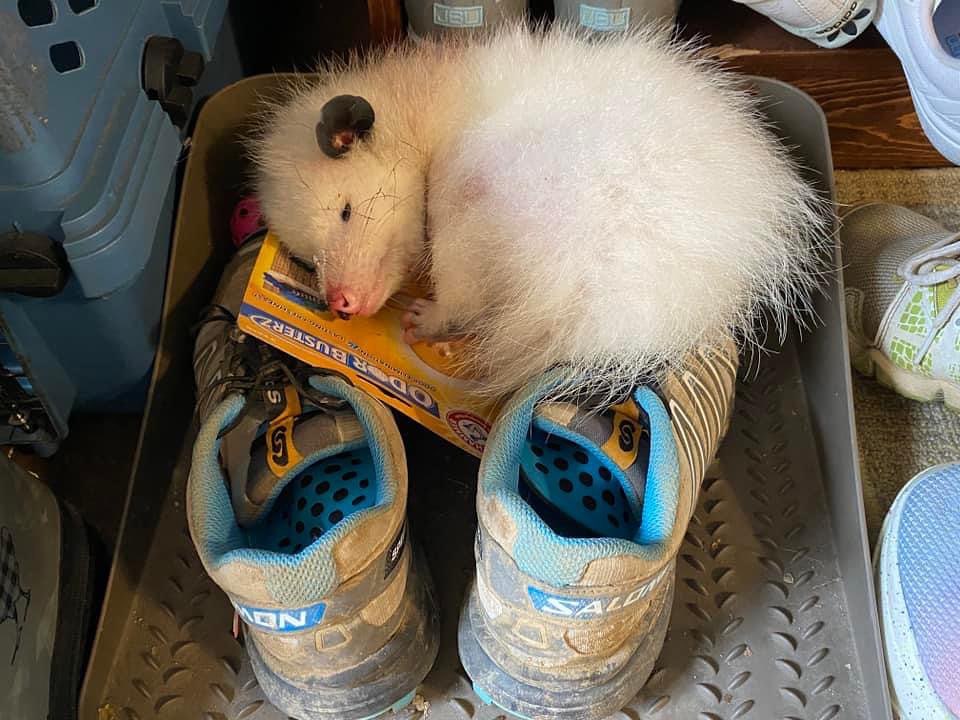 Yeti the Opossum
