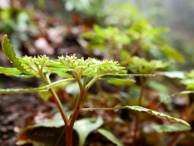 Chrysosplenium grayanum