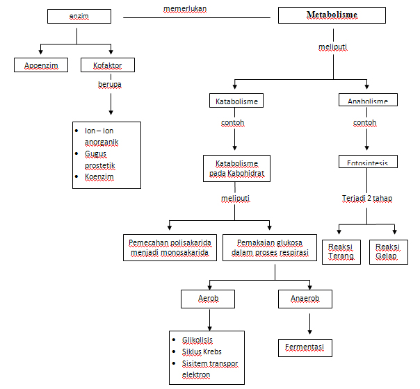 Biology on Demand: Metabolisme