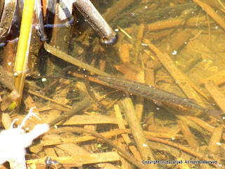 Redfin Pickerel