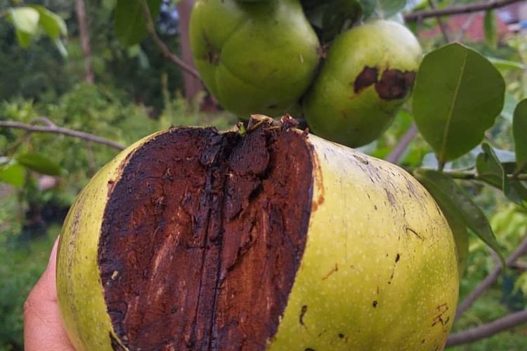 bibit pohon sawo black sapote genjah terjamin kualitasnya Banda Aceh