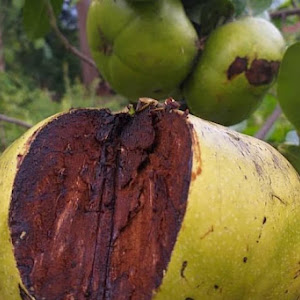 Bibit Sawo Black Sapote