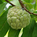 Complete Information About Custard Apple 