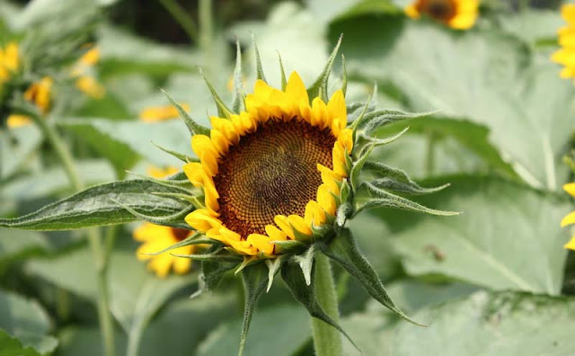 Sunflower Pictures