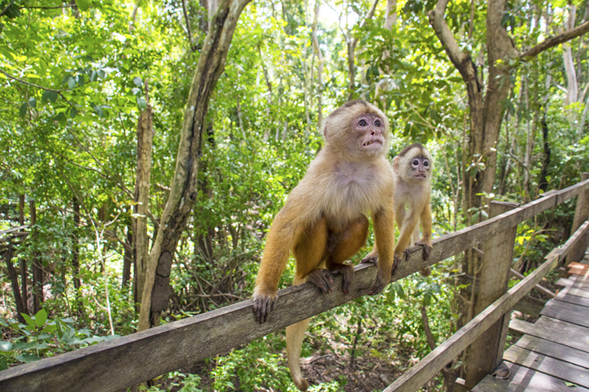 floresta amazônica