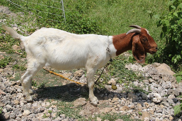 Boer Goat Breed Characteristics and Farming Benefits | Raising goats for meat