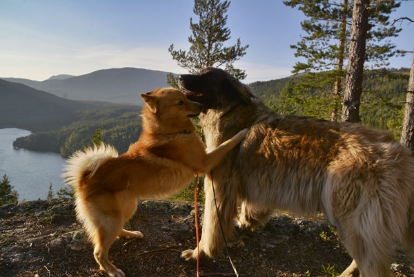 Hølkollen leonberger finsk spets