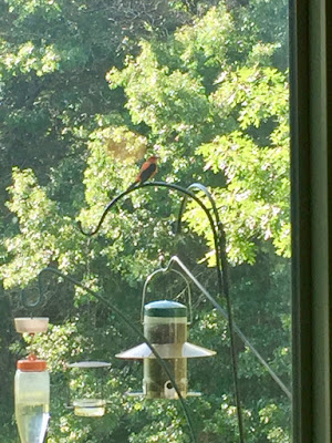 Scarlet tanager?   (Baltimore oriole?)