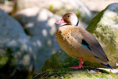 Pato cutirí Amazonetta brasiliensis