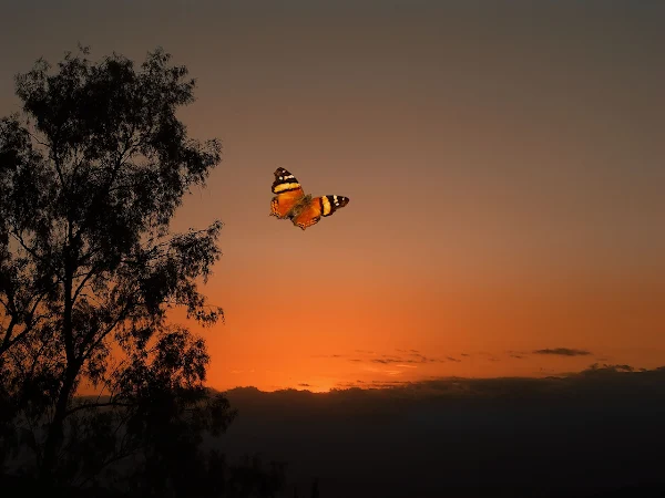 Borboleta voando ao entardecer. #PraCegoVer