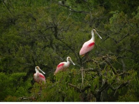 Resultado de imagen para Ribera Norte, la reserva de San Isidro con el 25% de las especies de aves del paÃ­s