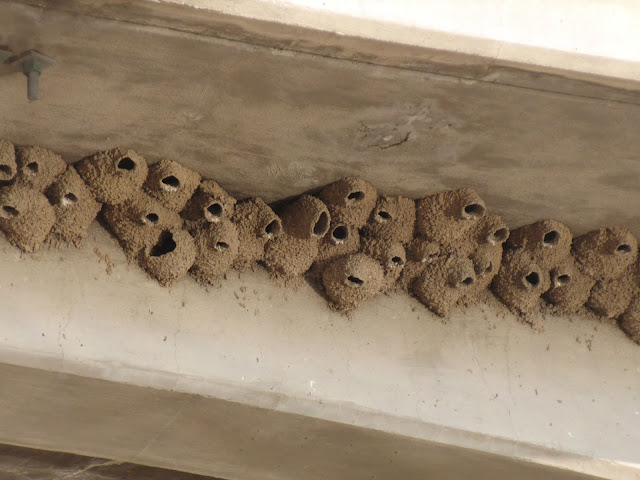 mud nest of the swallows or martins