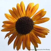 pretty yellow sunflower blossom picture