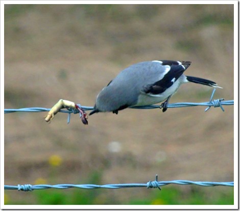 Loggerhead Shrikes
