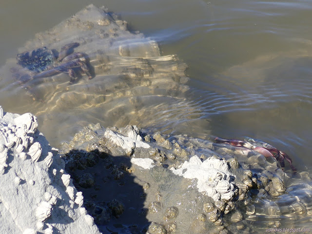 shore crabs just under the wiggling surface of the water