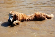 Pets Adventure 7 (110_1) (56)