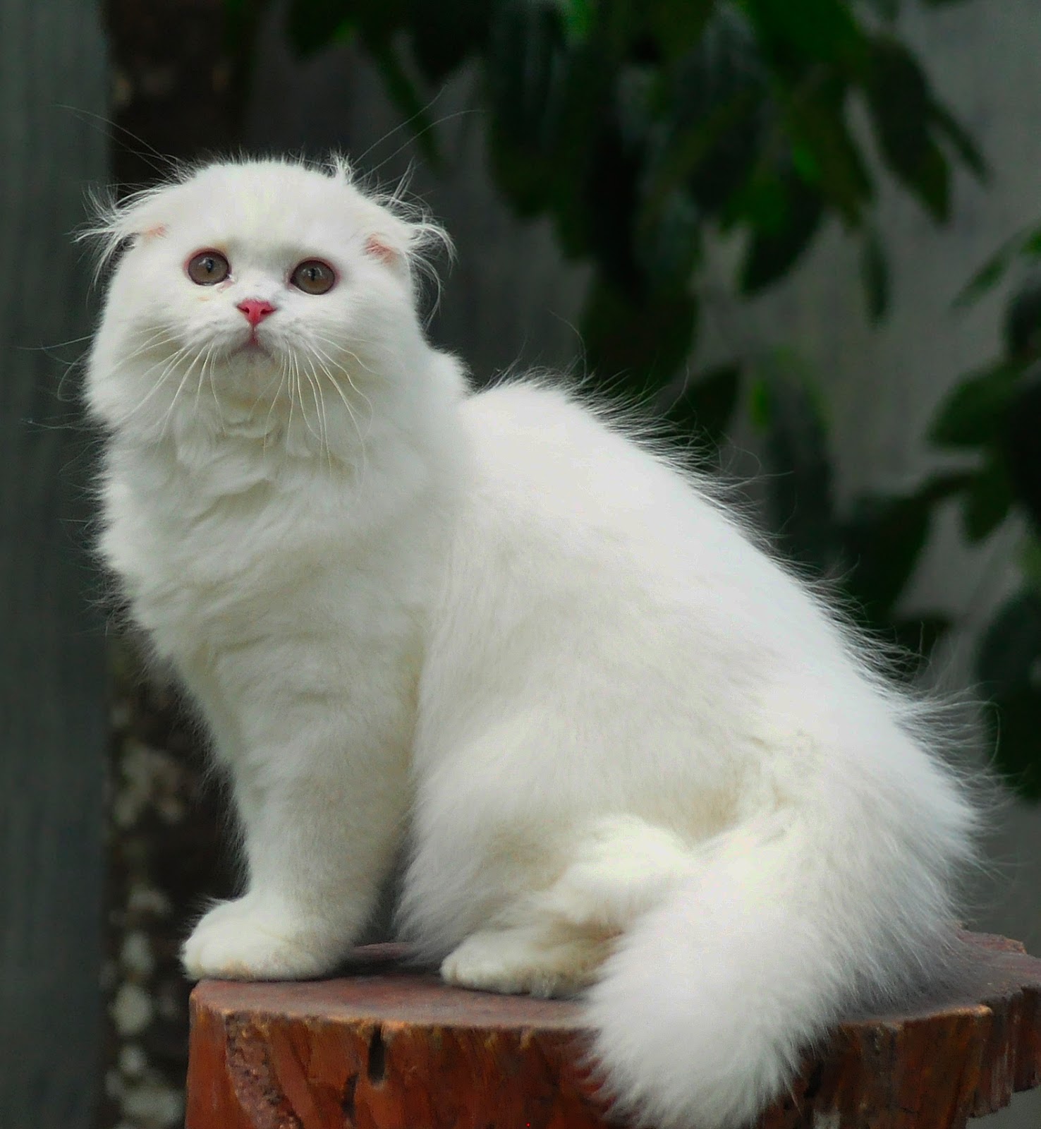 Kucing Berbulu Pendek Short Hair Akan Menjadi Trend Tahun 2016
