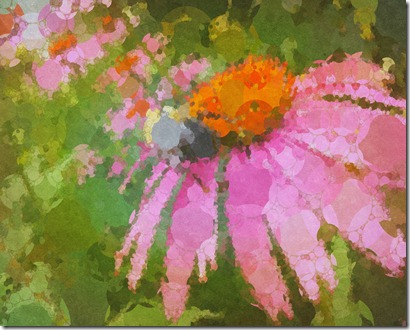 coneflower2