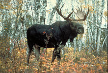 moose