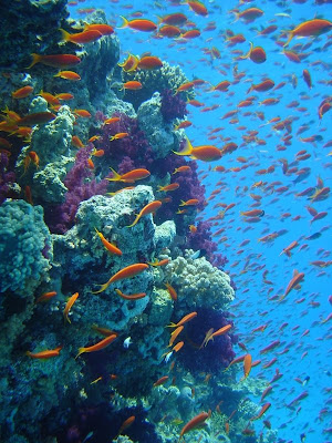 Great Barrier Reef Underwater Picture
