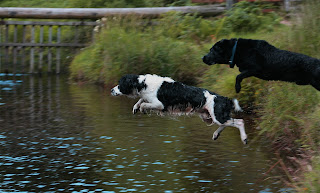 Dogs jumping into water