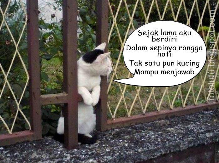 Kucing Kecil Menanti Cinta