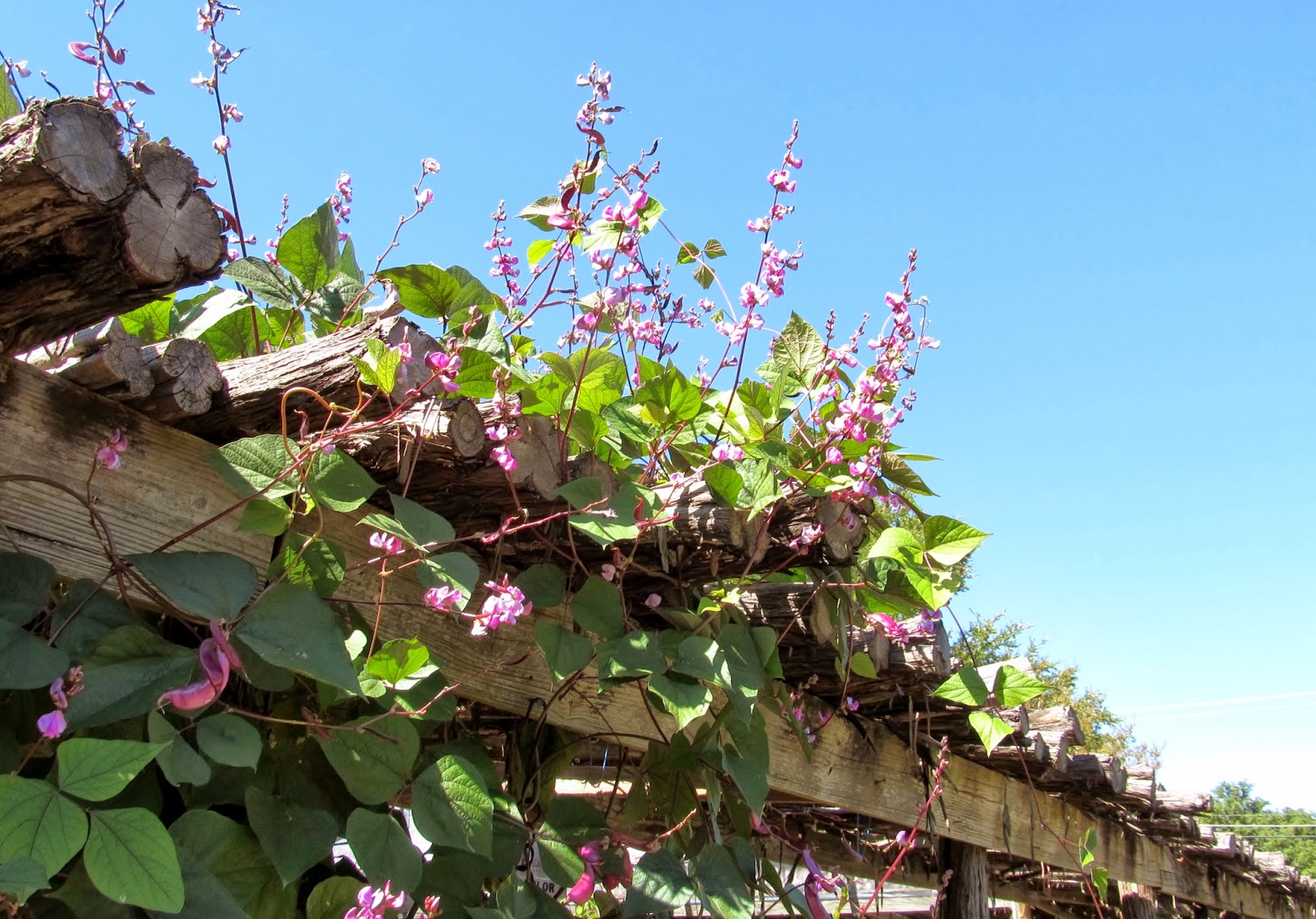 Landscaping Coral Springs Landscaping Coral Springs