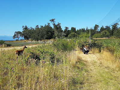 The wildlife taking interest in wildlife monitoring(David Bell)