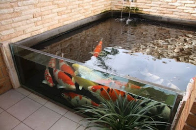 Jasa kolam koi