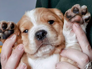 Eko the Golden Cocker Spaniel at around 7 weeks old being held by his breeder to show off the pretty white markingson his face and chest, as well as his speckled toe beans. His red spots on his muzzle had yet to come through