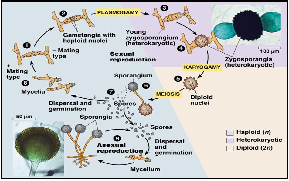 Biologi Klasifikasi