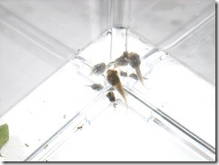 tadpoles 004
