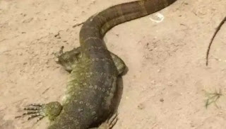 Landlady Turns Into A Monitor Lizard In Benin (Photo)