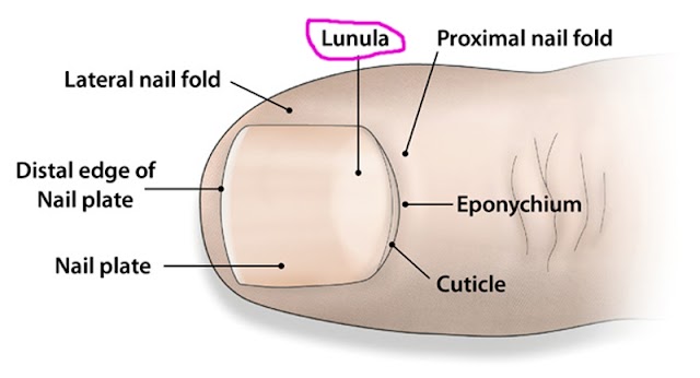 "Lunula" The Sign on Our nail, Indicates Our Health Condition