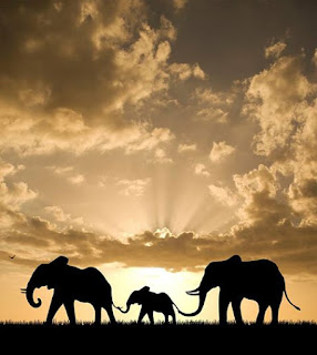 Foto ao entardecer. Silhueta de três elefantes, um à frente, o filhote no meio, e atrás, o maior. Sobre o capim baixo, o trio dirige-se à esquerda; o filhote segura com a tromba a extremidade da cauda do elefante à frente, o mesmo acontece com o detrás. Ao fundo no horizonte, o intenso brilho do sol atravessa as nuvens tornando-as douradas e bem mais ao fundo à esquerda, um pássaro em voo.