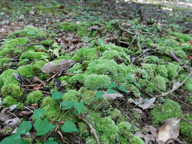 むきばんだ史跡公園の弥生の森