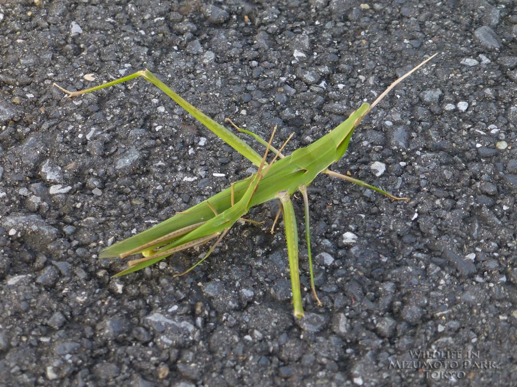 ショウリョウバッタ Oriental Long Headed Locust 水元公園の生き物