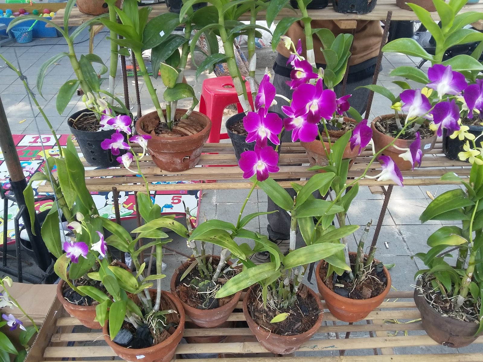  BUNGA  ANGGREK  Anggrek  Bunga  anggrek  Orchid Anggrek  